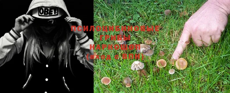 купить наркоту  Ворсма  Галлюциногенные грибы Psilocybe 